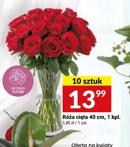 Twój Market Róża cięta oferta