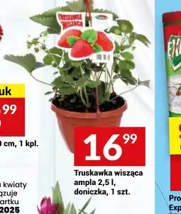 Twój Market Truskawka wisząca oferta