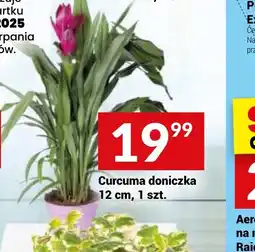 Twój Market Curcuma doniczka oferta