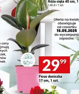 Twój Market Ficus doniczka oferta
