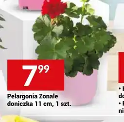Twój Market Pelargonia Zonale oferta