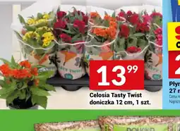Twój Market Celosia Tasty Twist oferta