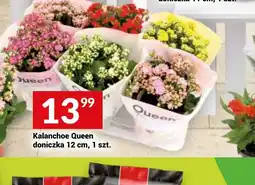 Twój Market Kalanchoe Queen oferta