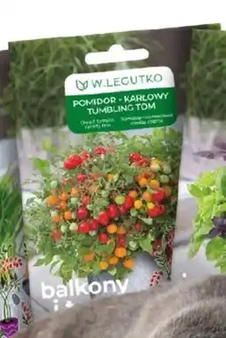OBI Nasiona pomidora karłowego Thumbling Tom oferta