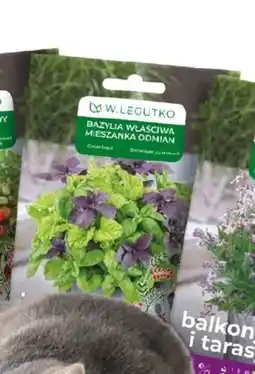 OBI Nasiona bazylii właściwej typu Patio oferta