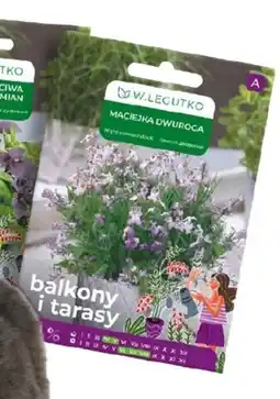 OBI Nasiona maciejki oferta