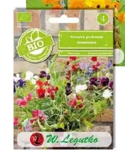 OBI Nasiona groszku pachnącego oferta
