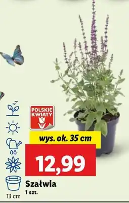 Lidl Szałwia oferta