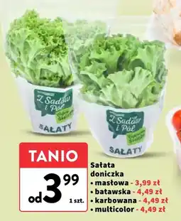 Intermarche Sałata doniczka multicolor Z Sadów i Pól oferta