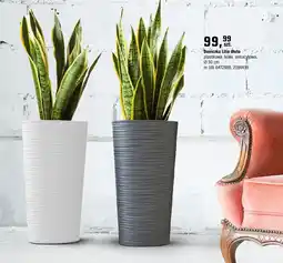 OBI Doniczka Lilia dłuto oferta