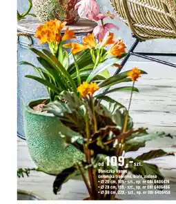 OBI Doniczka Venus oferta