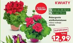 Kaufland Pelargonia wielkokwiatowa oferta