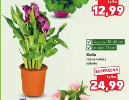 Kaufland Kalia oferta
