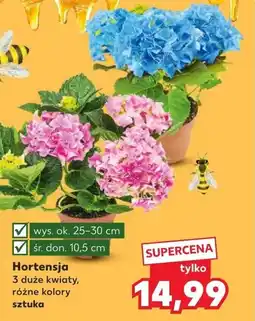 Kaufland Hortensja oferta