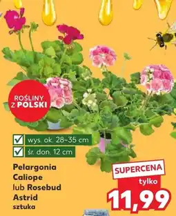 Kaufland Pelargonia Caliope lub Rosebud Astrid oferta
