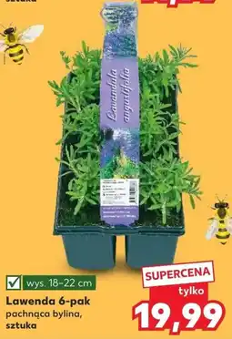 Kaufland Lawenda 6-pak oferta