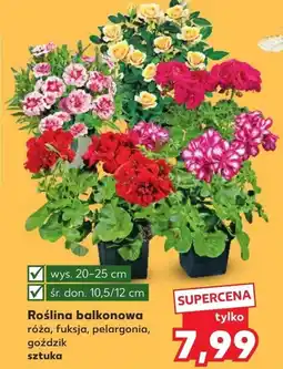 Kaufland Roślina balkonowa oferta