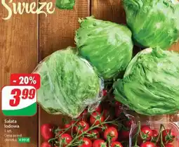 Dino Sałata lodowa oferta