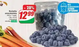 Dino Borówka amerykańska oferta