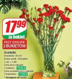 Dino Goździki oferta