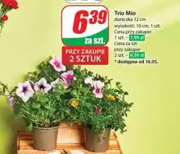 Dino Trio Mio oferta