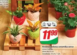 Dino Roślina zielona ceramika serce oferta