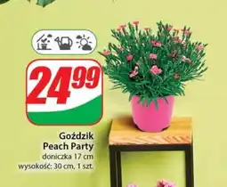 Dino Goździk Peach Party oferta