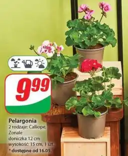 Dino Pelargonia oferta