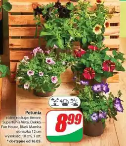 Dino Petunia oferta