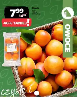 Netto Morela oferta