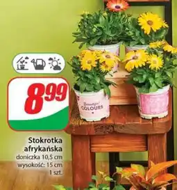Dino Stokrotka afrykańska oferta