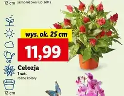 Lidl Celozja oferta