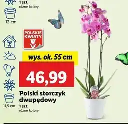 Lidl Storczyk dwupędowy oferta