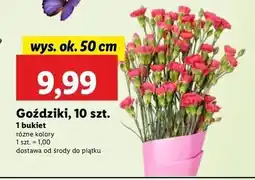 Lidl Gożdzik 50 cm oferta