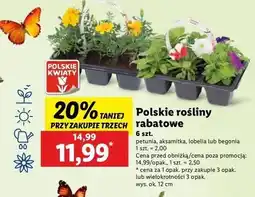 Lidl Begonia oferta