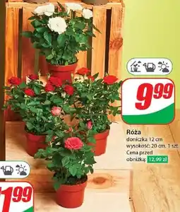 Dino Róża 12 cm oferta