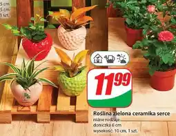 Dino Roślina zielona w ceramice serce oferta