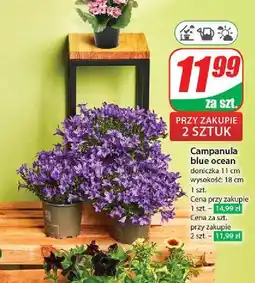 Dino Campanula blue ocean oferta