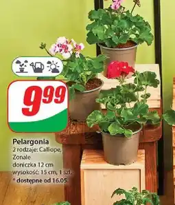 Dino Pelargonia zonale don. 12 oferta