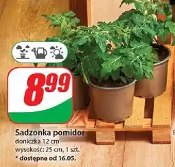 Dino Pomidor oferta