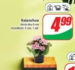 Dino Kalanchoe oferta