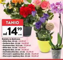 Intermarche Storczyk 2-pędowy don. 12 cm oferta