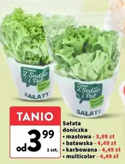 Intermarche Sałata multicolor Z Sadów I Pól oferta