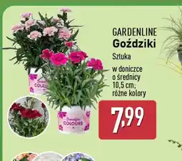 ALDI Goździki Gardenline oferta