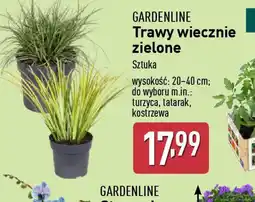 ALDI Trawy wiecznie zielone oferta
