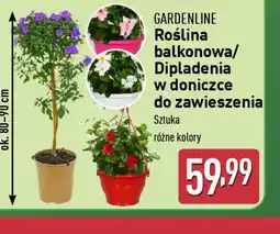 ALDI Roślina balkonowa/Dipladenia oferta