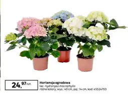 Leroy Merlin Hortensja oferta