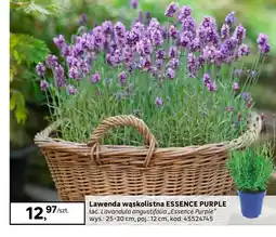 Leroy Merlin Lawenda Essence oferta