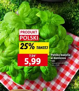 Lidl Bazylia Polski oferta