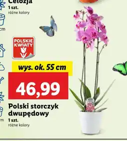 Lidl Storczyk Polskie kwiaty oferta